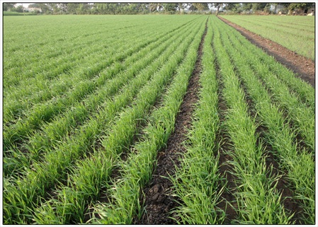 seed village field at Prabhatpur 06