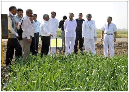 2013january17 agril mini babubhai s field visit (2)