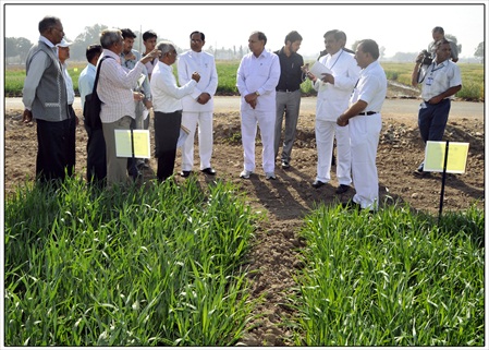 2013january17 agril mini babubhai s field visit (3)