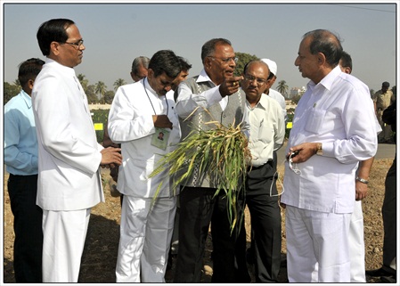 2013january17 agril mini babubhai s field visit (8)